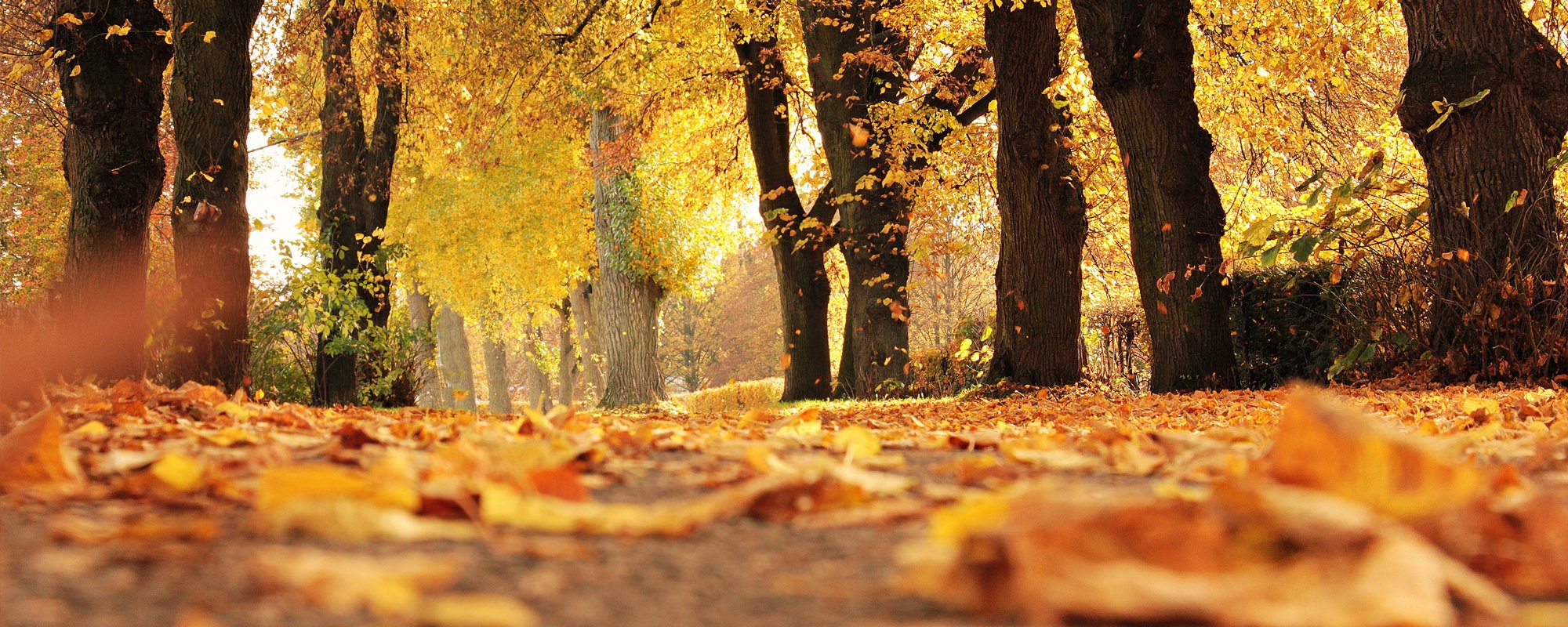 Autumn Cleaning